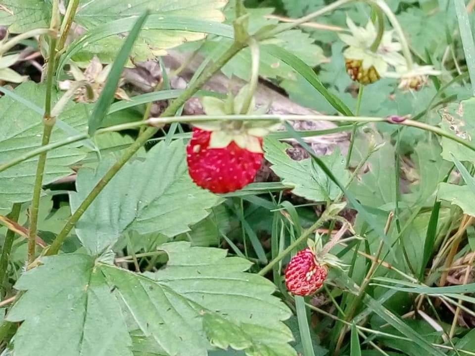셀로네 Les Blanches Provencales B&B 외부 사진