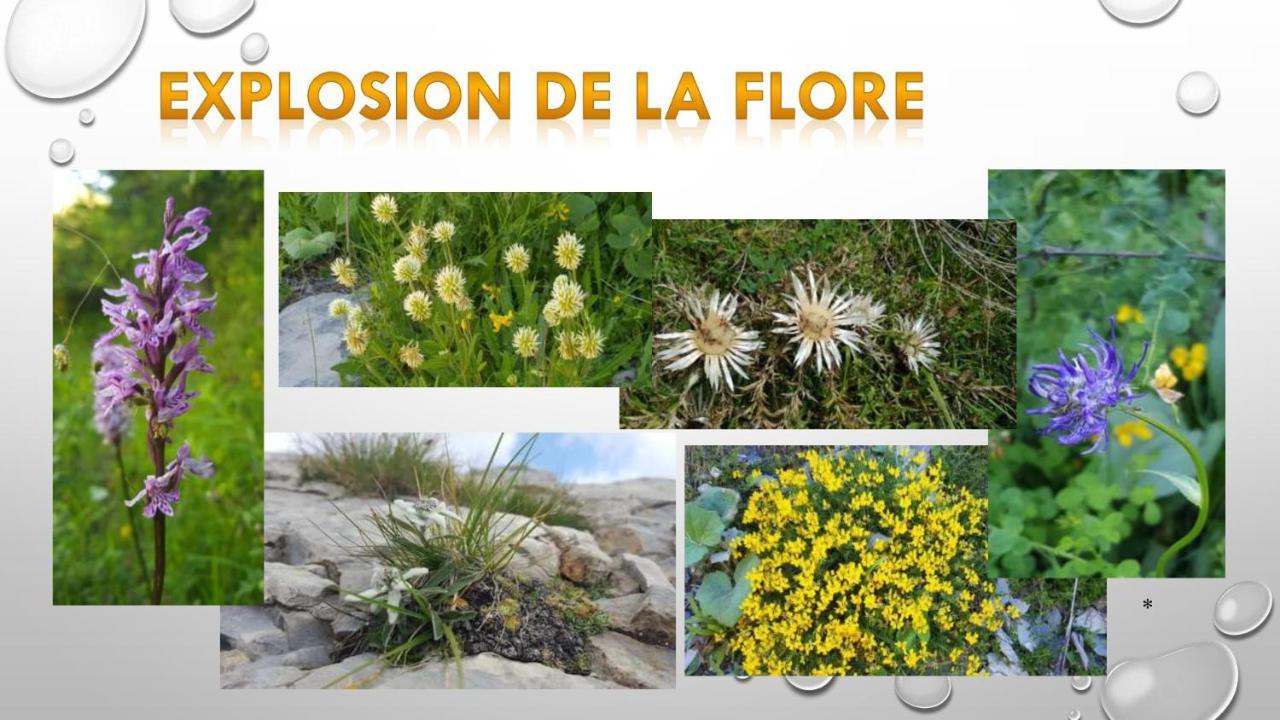 셀로네 Les Blanches Provencales B&B 외부 사진